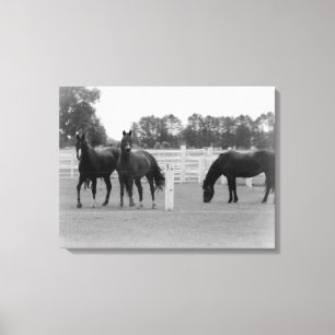 Toile Beaux Chevaux/Toile Wrap/Noir & Blanc