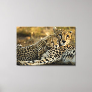Toile Bébé guépard câlinant sa mère
