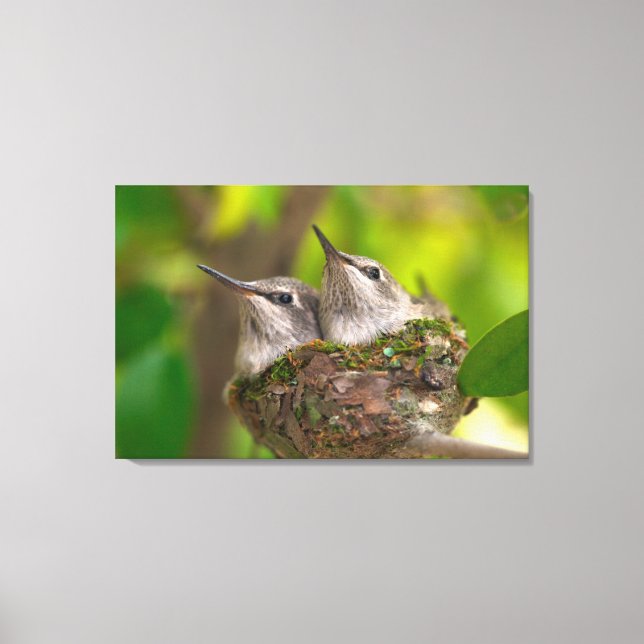 Toile Bébé hummingbirds (Recto)