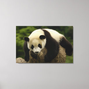Toile Bébé panda géant (Ailuropoda melanoleuca)