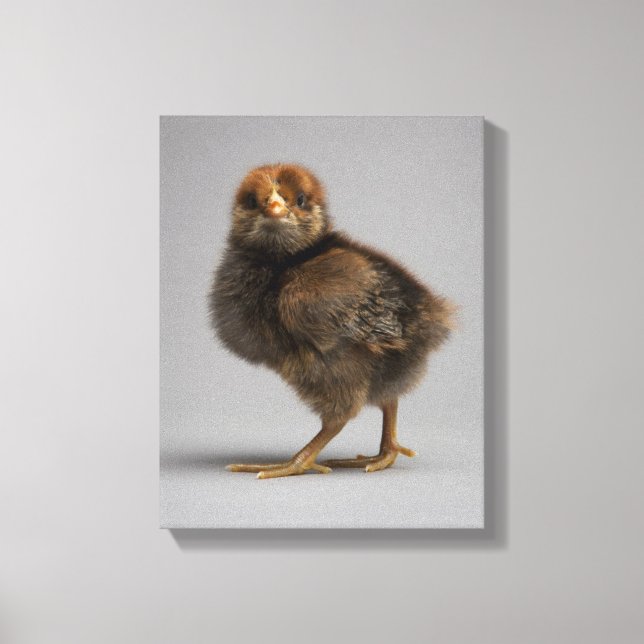 Toile Bébé poulet (Recto)