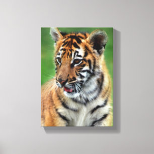 Toile Bébé tigre en couleur