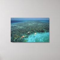 Belize, récif de la barrière, récif Lighthouse, bl