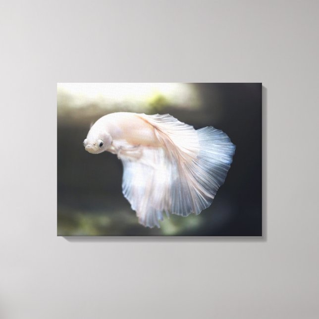 Toile Belle Betta blanche Siamese Lutter Poisson (Recto)