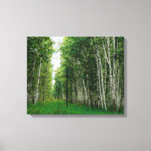 Toile Belle forêt de bouleaux