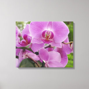 Toile Belle orchidée violette en pleine floraison.