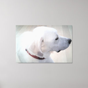 Toile Belle photo de White Labrador Mix Dog Profil