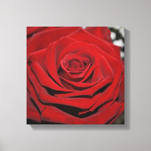 Toile Belle Rose Rouge