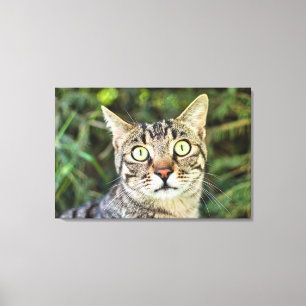 Toile Belle tabby gris aux yeux verts gros plan