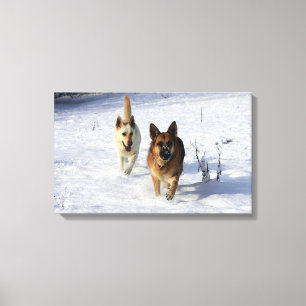 Toile Bergers allemands en courant dans la neige