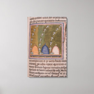 Toile Bestiaire Trois lignes courbes