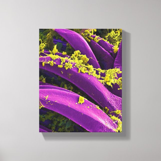 Toile biologie microbiologie abstraite pour affiche ou t (Recto)