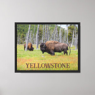 Toile Bison d'Amérique de Yellowstone