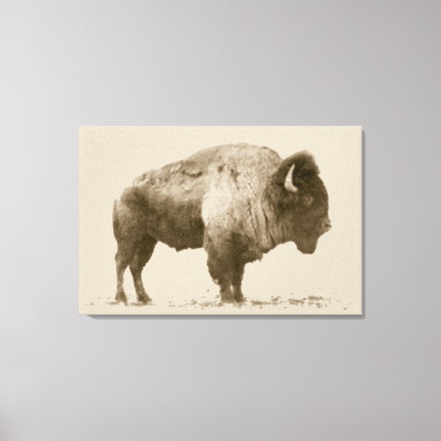 Toile Bison des plaines (Recto)