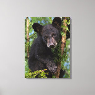 Toile Black Bear Cub Jouer dans les arbres