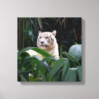 Toile blanche enveloppée de tigre