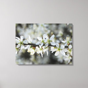 Toile Blancs Photo Wrapper Canvas