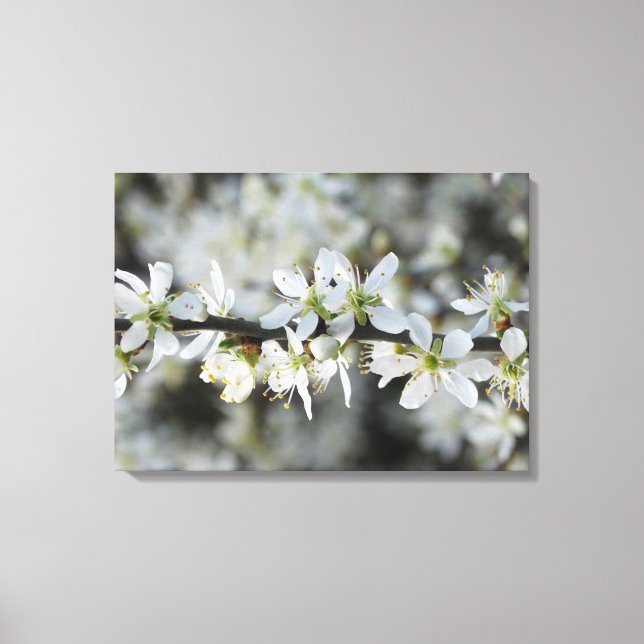 Toile Blancs Photo Wrapper Canvas (Recto)