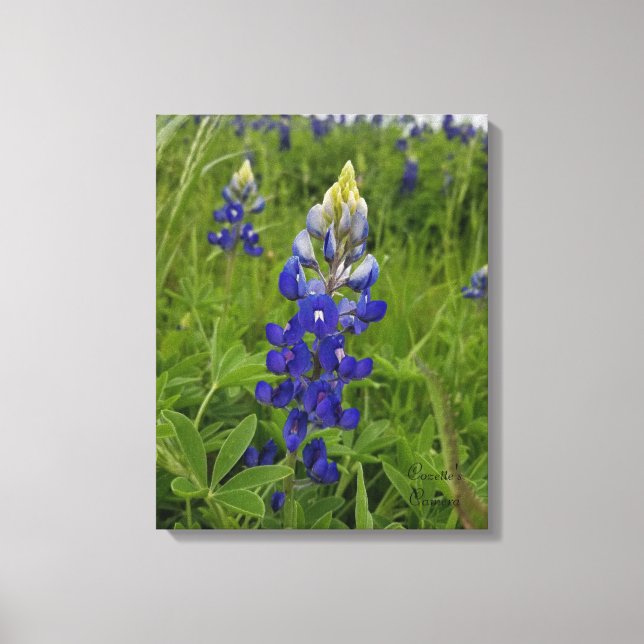 Toile Bleus Bonnets du Texas (Recto)