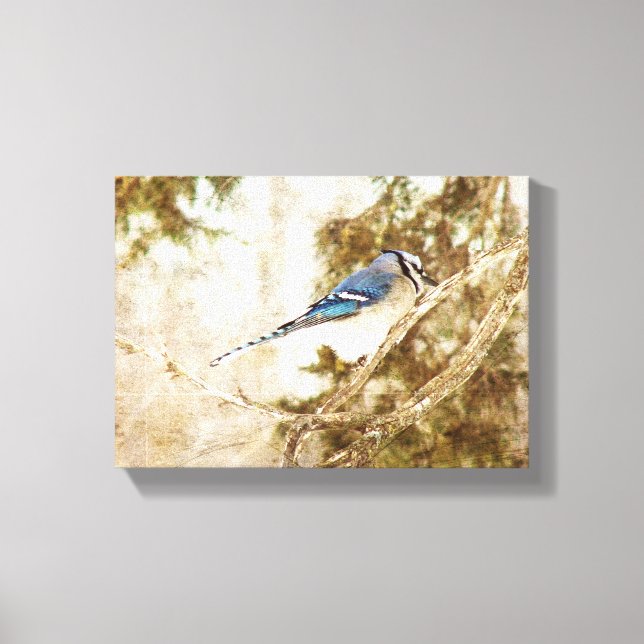Toile Blue Jay (Recto)