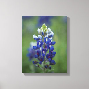 Toile Bluebonnets du Texas