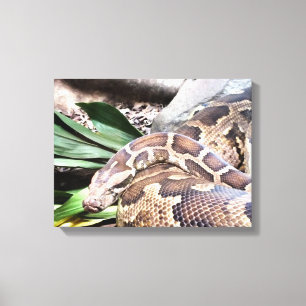 Toile Boa constrictor reptile
