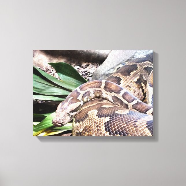 Toile Boa constrictor reptile (Recto)