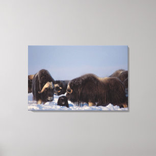 Toile bœuf musqué, Ovibos moschatus, taureau et vache
