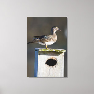Toile Bois Canard femelle dans la boîte de nid en milieu