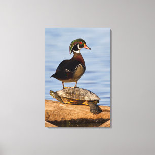 Toile Bois Canard mâle debout sur le glisseur à oreilles