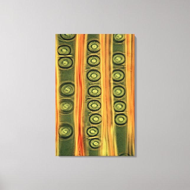 Toile Bois de pin (Recto)