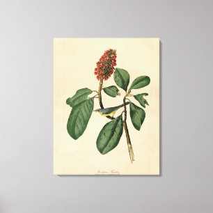 Toile Bonaparte's Flycatcher, Audubon's Birds of America
