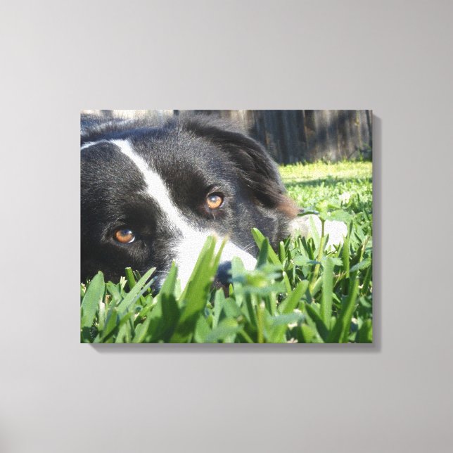 Toile Bordure Collie (Recto)