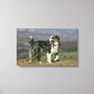 Toile Bordure Collie Panne 2