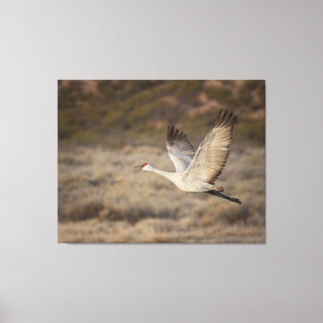 Toile Bosque del Apache NWR (Recto)