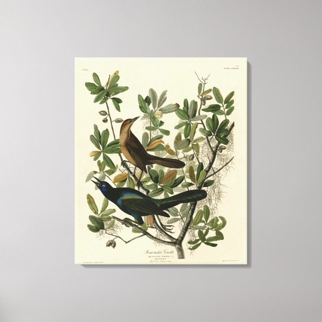 Toile Bouche à queue de bateau - Audubon's Birds of Amer (Recto)