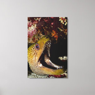 Toile Bouche d'un Yellowedge