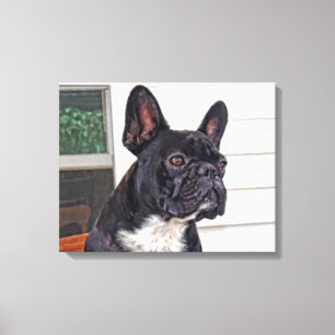 Toile Bouledogue français