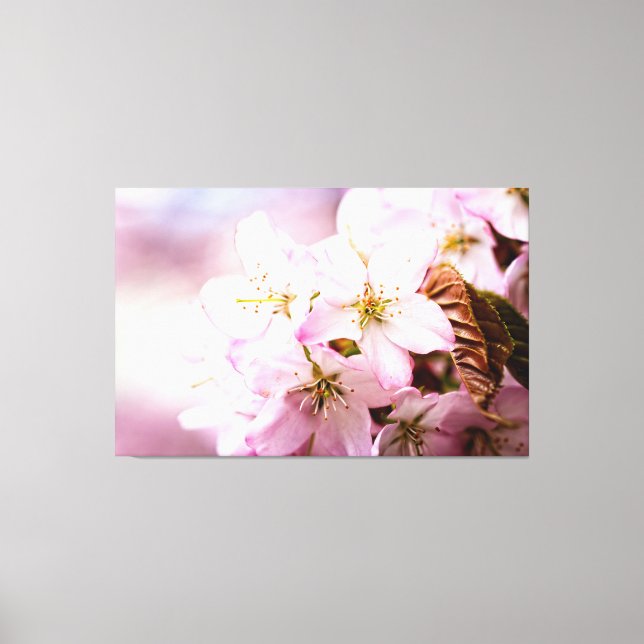Toile Bouquet de fleurs de cerisier roses sur fond rose (Recto)