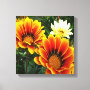 Toile Bright African Daisies