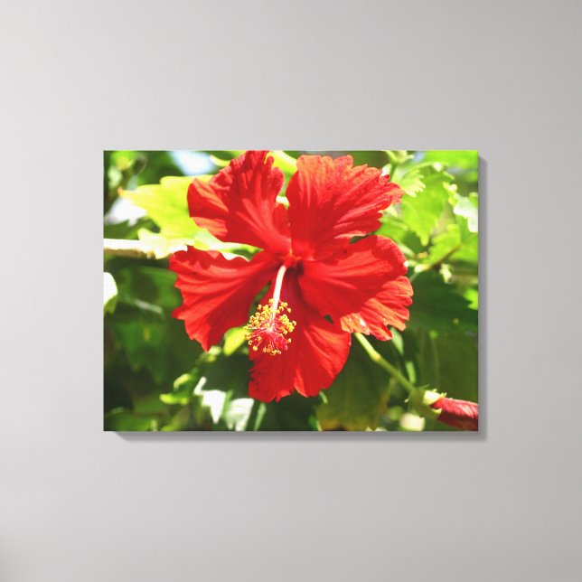 Toile Brilliant Rouge Hibiscus Flower Canvas Imprimer (Recto)
