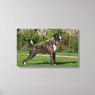 Toile Brindle Boxer Dog Show Stance
