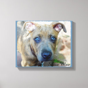 Toile Brindle Pit Bull Puppy par Shirley Taylor