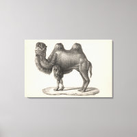 Brodtmann Camel Sketch