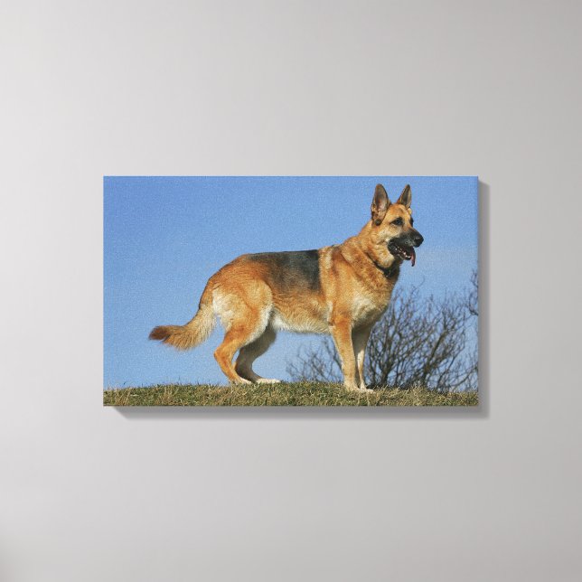 Toile Brown Long Haired Berger allemand 2 (Recto)