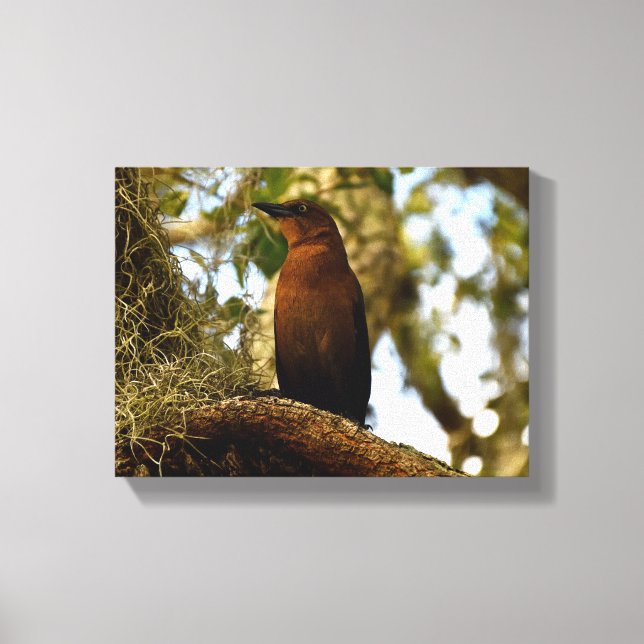 Toile Brown Thrasher Bird (Recto)