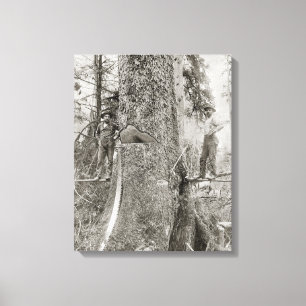 Toile Bûcherons avec le sapin géant, 1905. Photo vinta