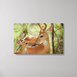 Toile Buck Whitetail Et Bonification De La Faune