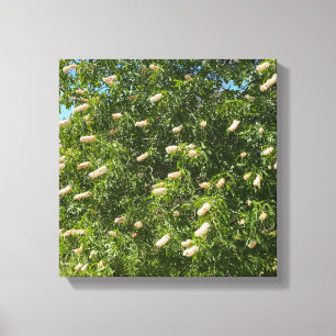 Toile Buckeye en floraison