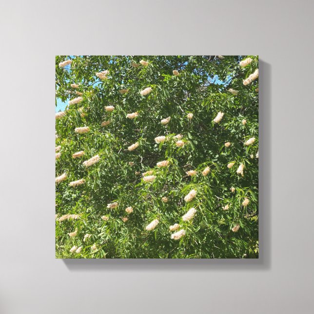 Toile Buckeye en floraison (Recto)